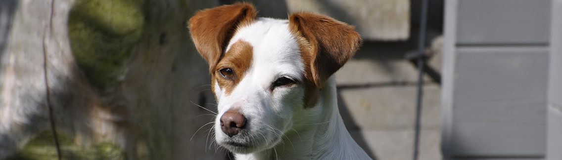HUNDEOSTEOPATHIE